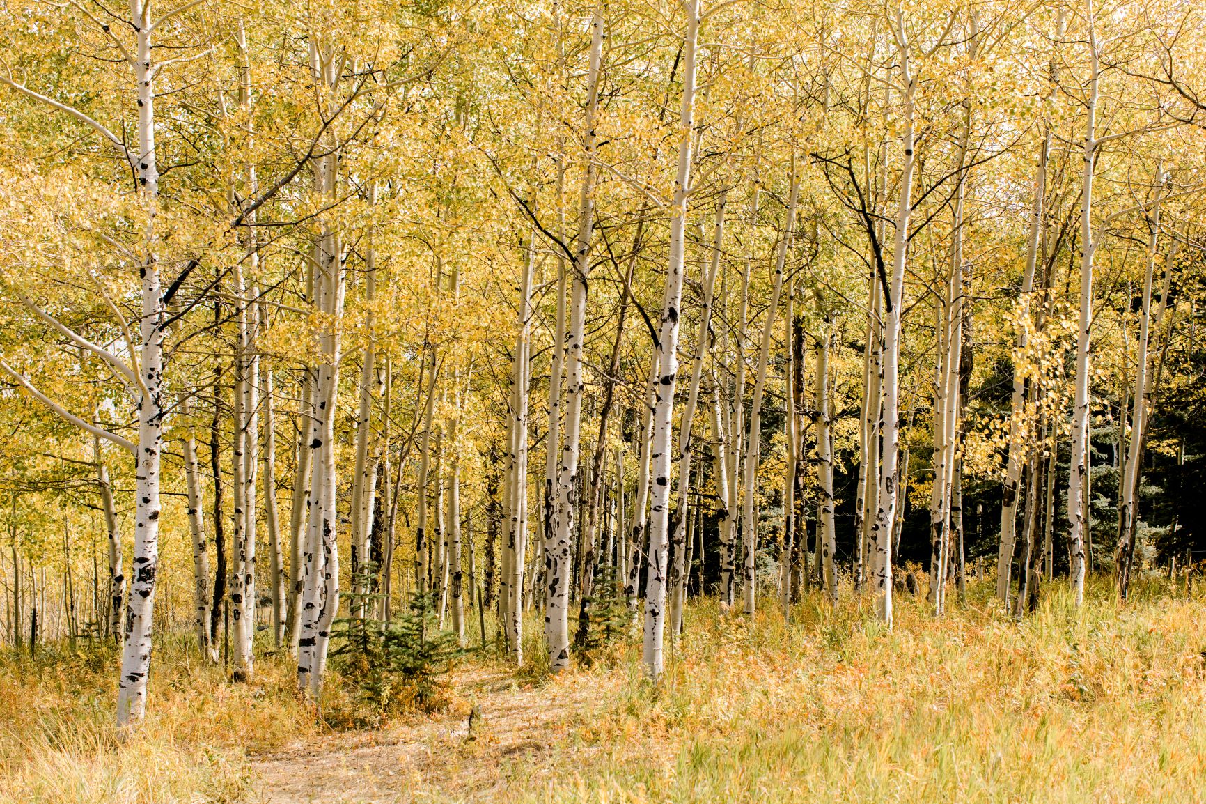 Denver Chapter: Leaf Peeping Hike